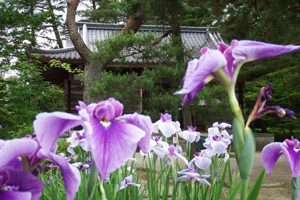 平泉毛越寺あやめ祭り